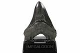 Serrated, Fossil Megalodon Tooth - Georgia #158748-2